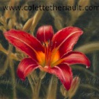 DayLily-ColetteTheriault