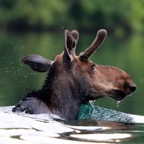 Swimming Moose-S Nielsen.jpg