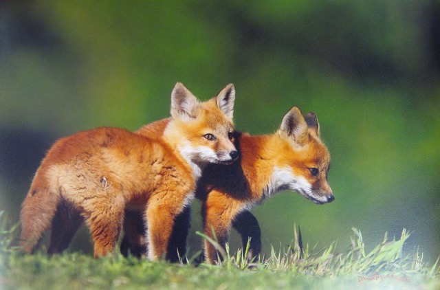 Kit Foxes